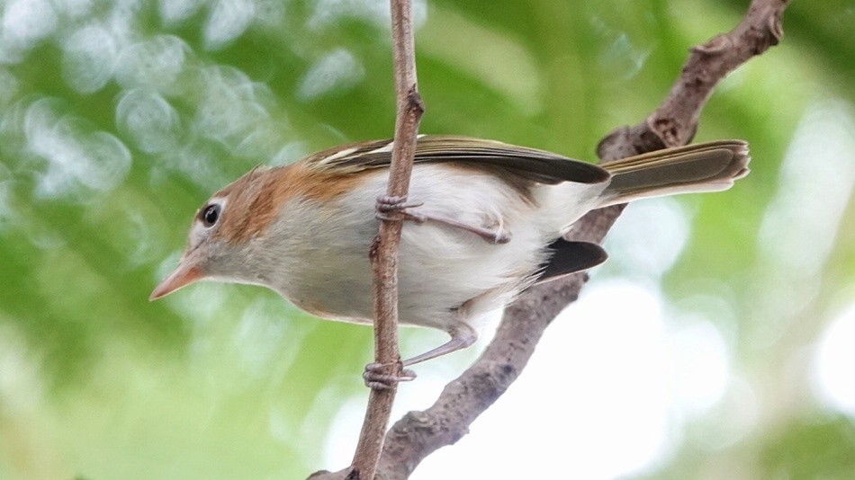 Cozumel Vireo - ML626480441