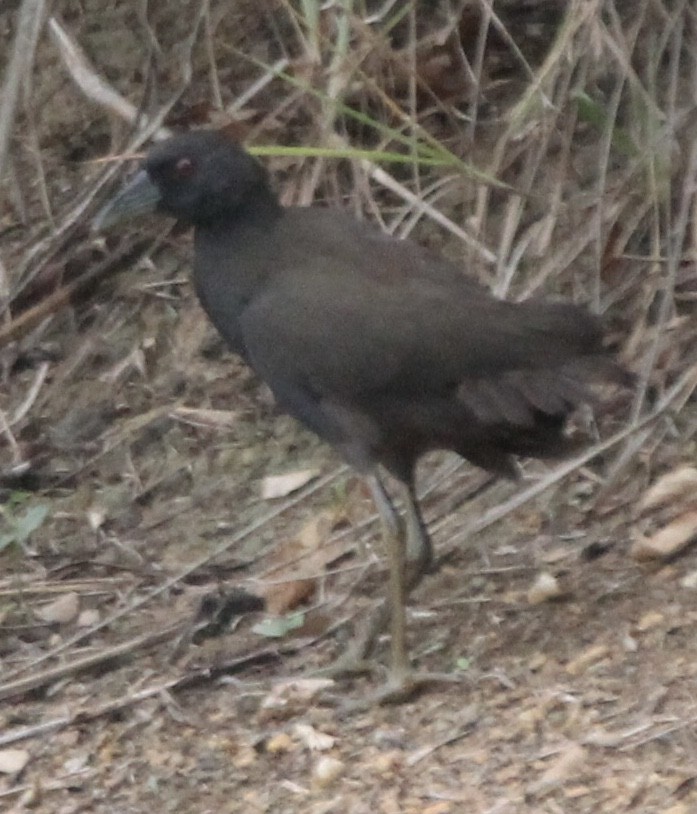 Plain Bush-hen - ML626480490