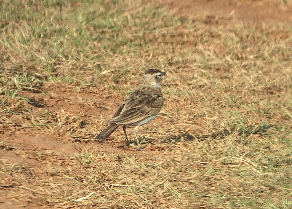 Red-capped Lark - ML626480569