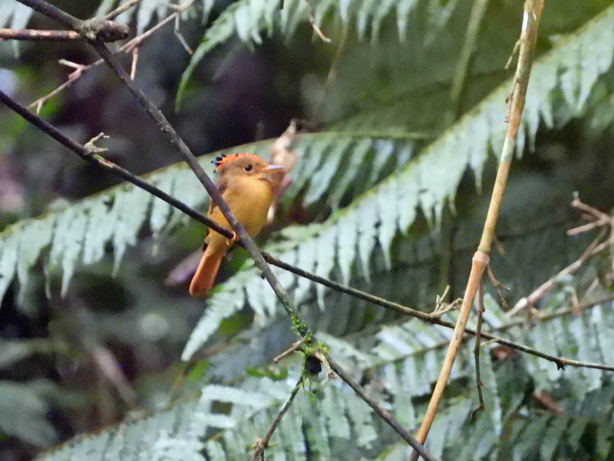 Atlantic Royal Flycatcher - ML626480761