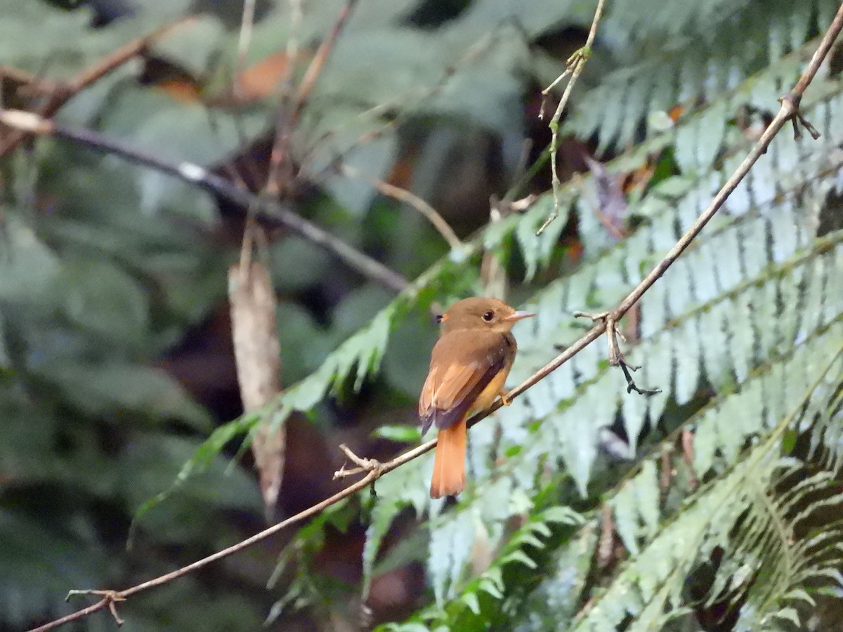 Atlantic Royal Flycatcher - ML626480762