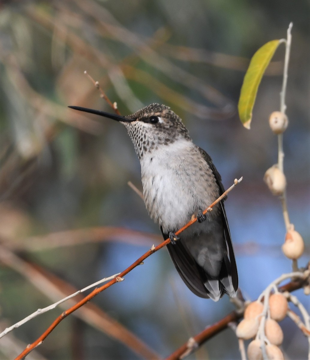 Black-chinned Hummingbird - ML626480841