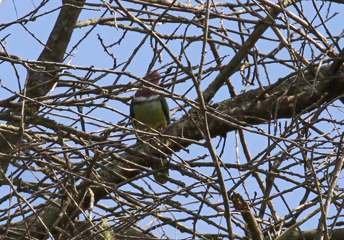 Pink-headed Fruit-Dove - ML626480844