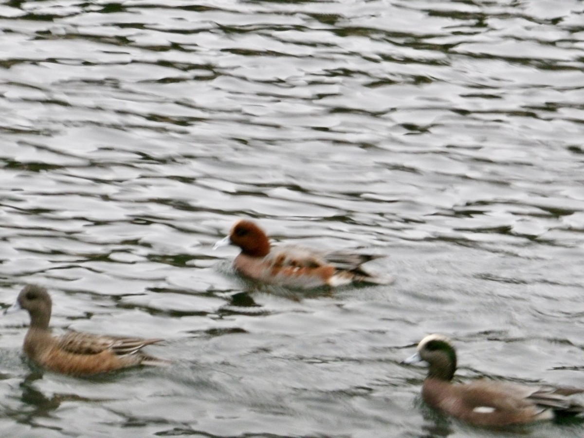 Canard siffleur - ML626480893