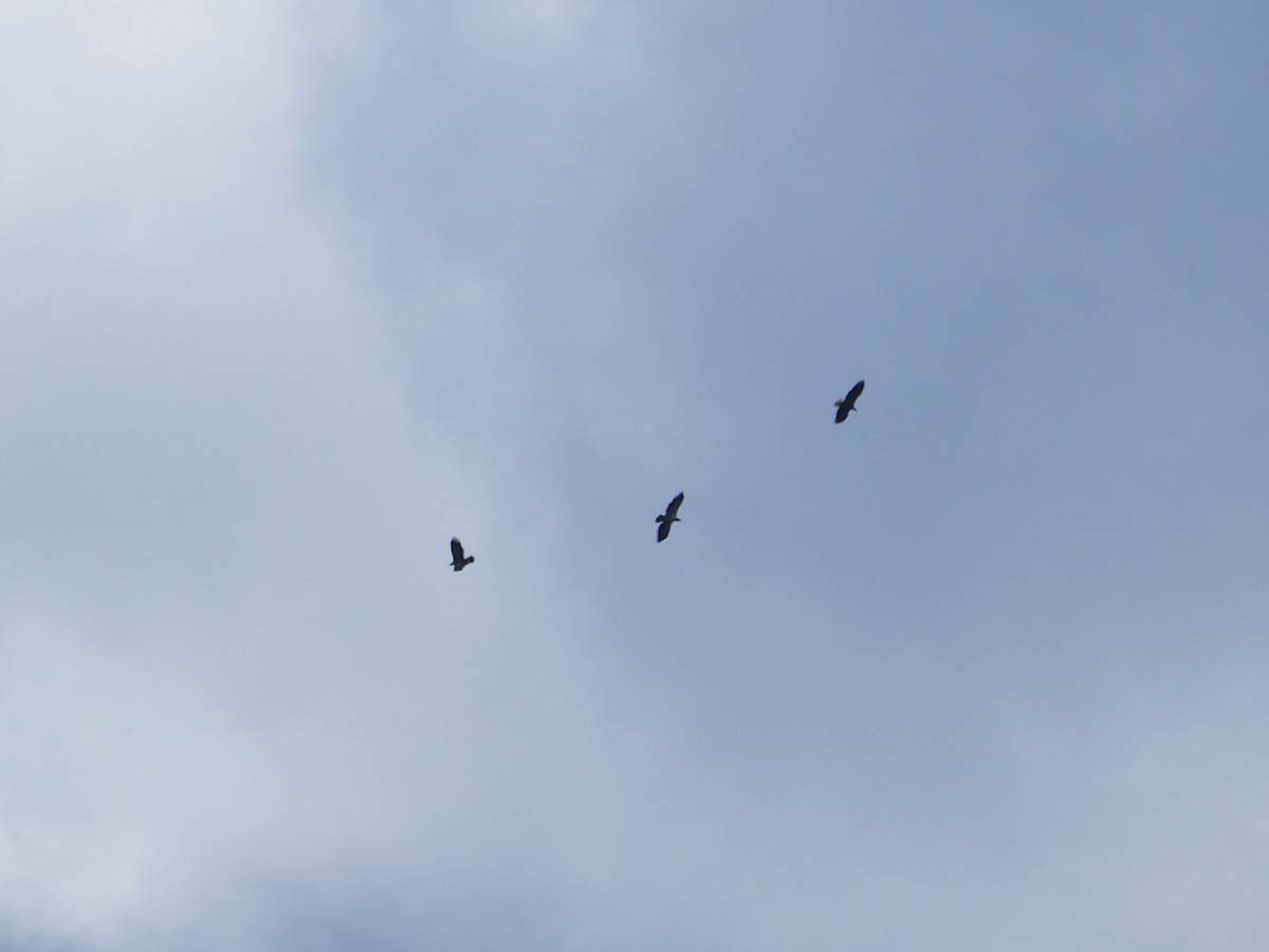 Bald Eagle - ML626481028