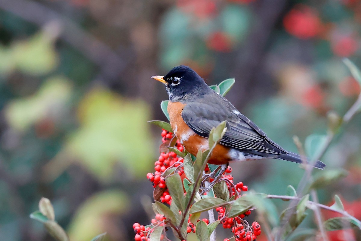 American Robin - ML626481289