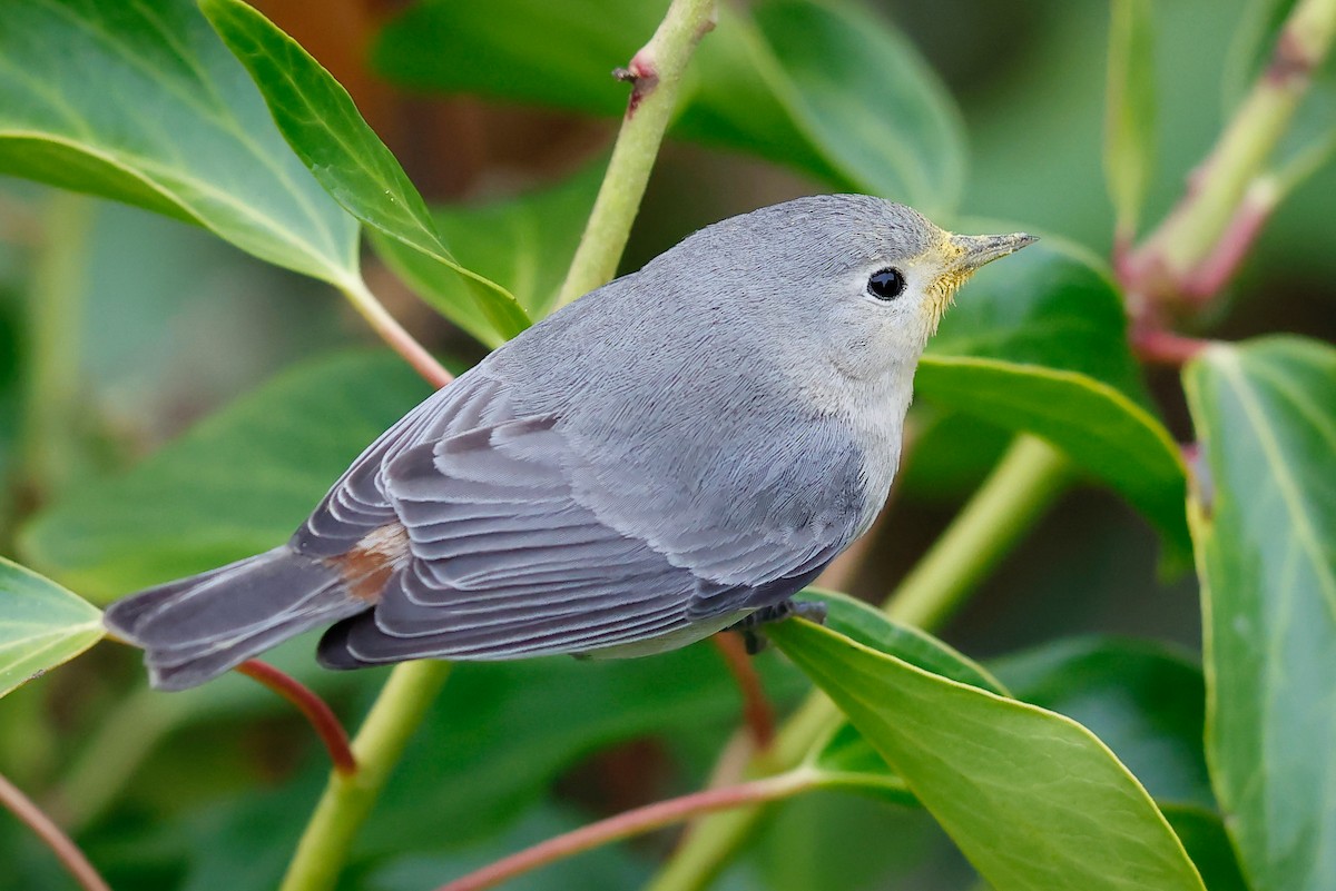 Lucy's Warbler - ML626481366