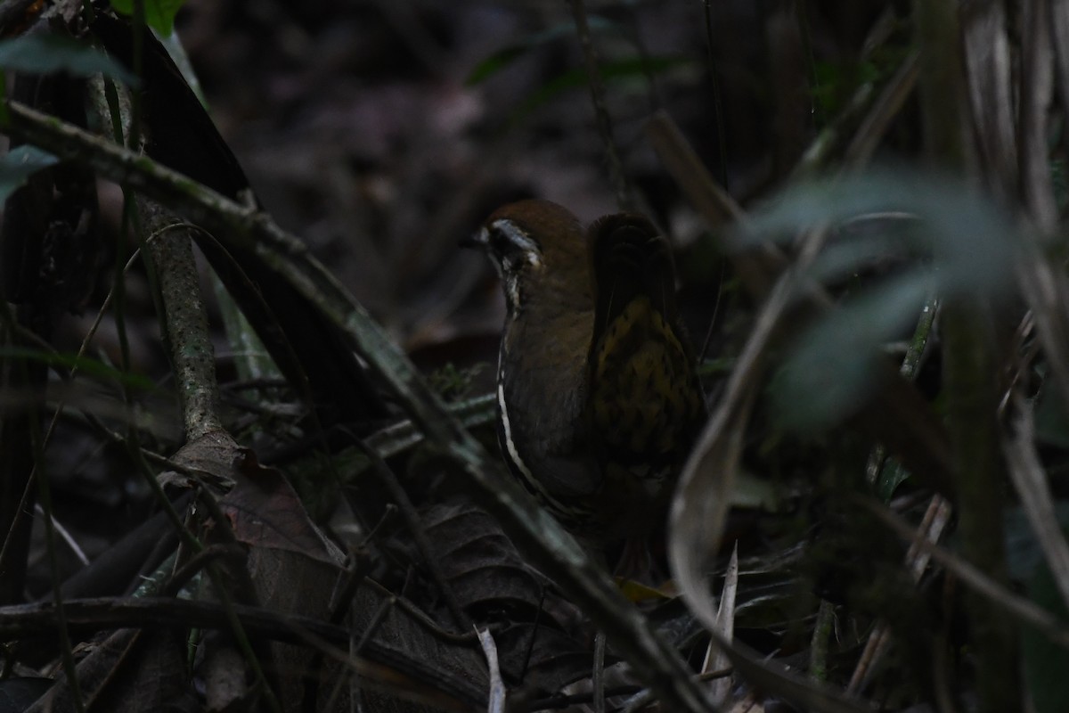 Such's Antthrush - ML626481428