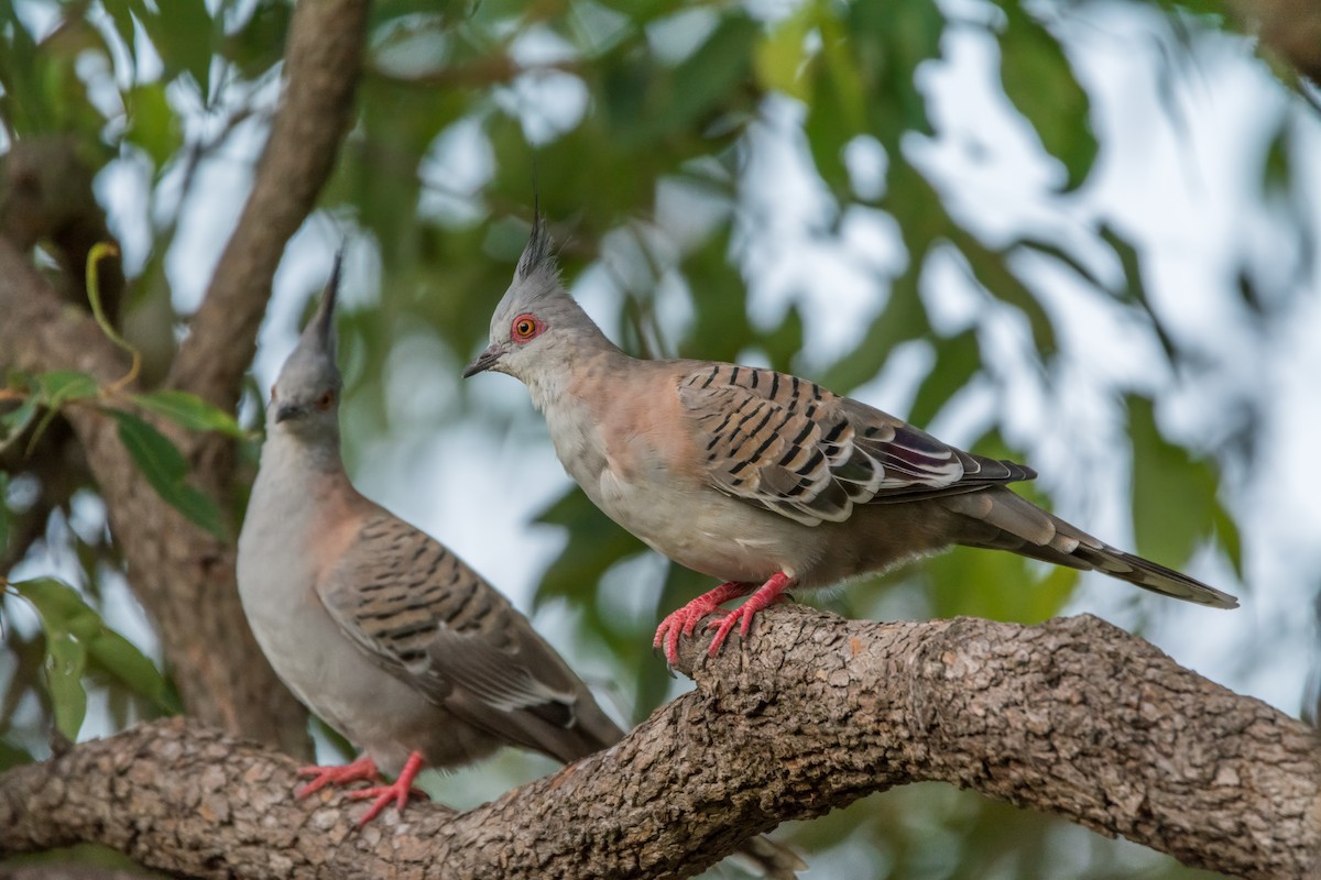 Crested Pigeon - ML626481894