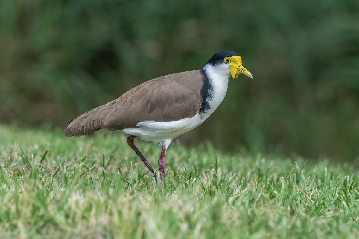 Masked Lapwing - ML626481899