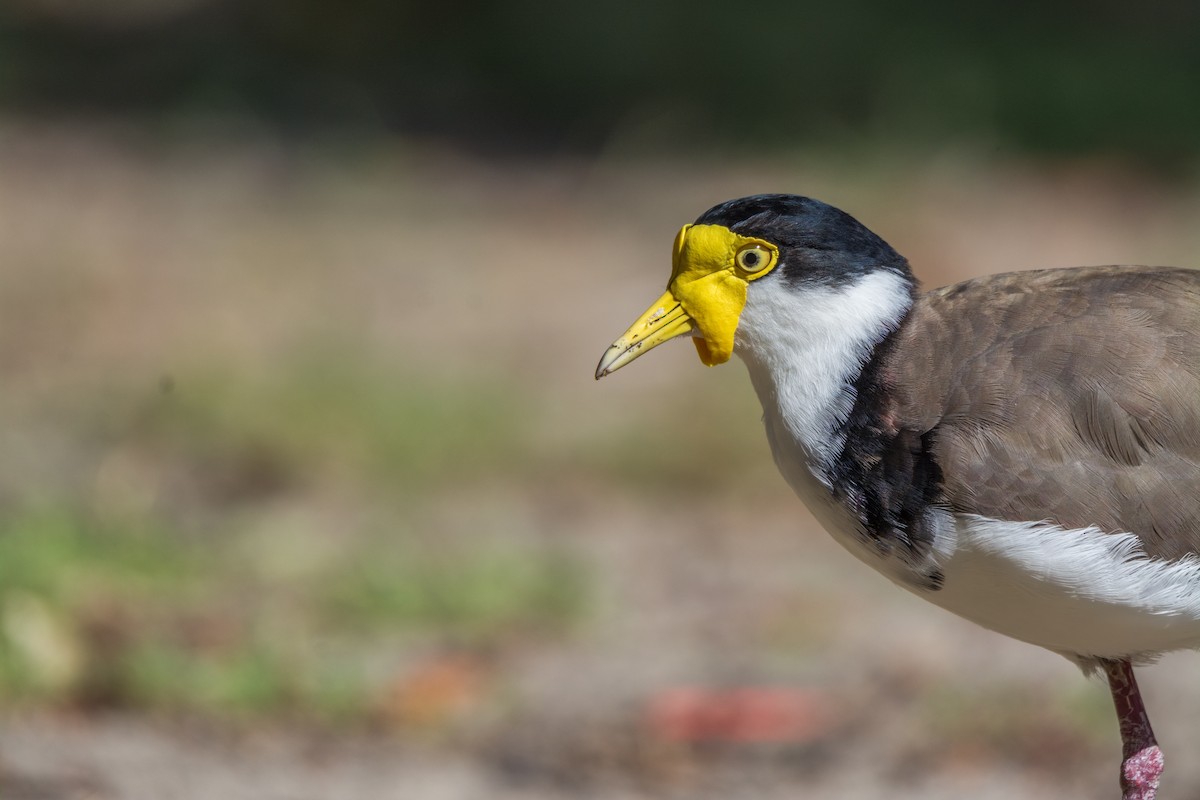 Masked Lapwing - ML626481903