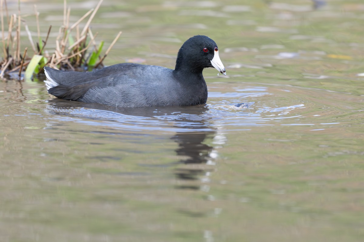 American Coot - ML626481958