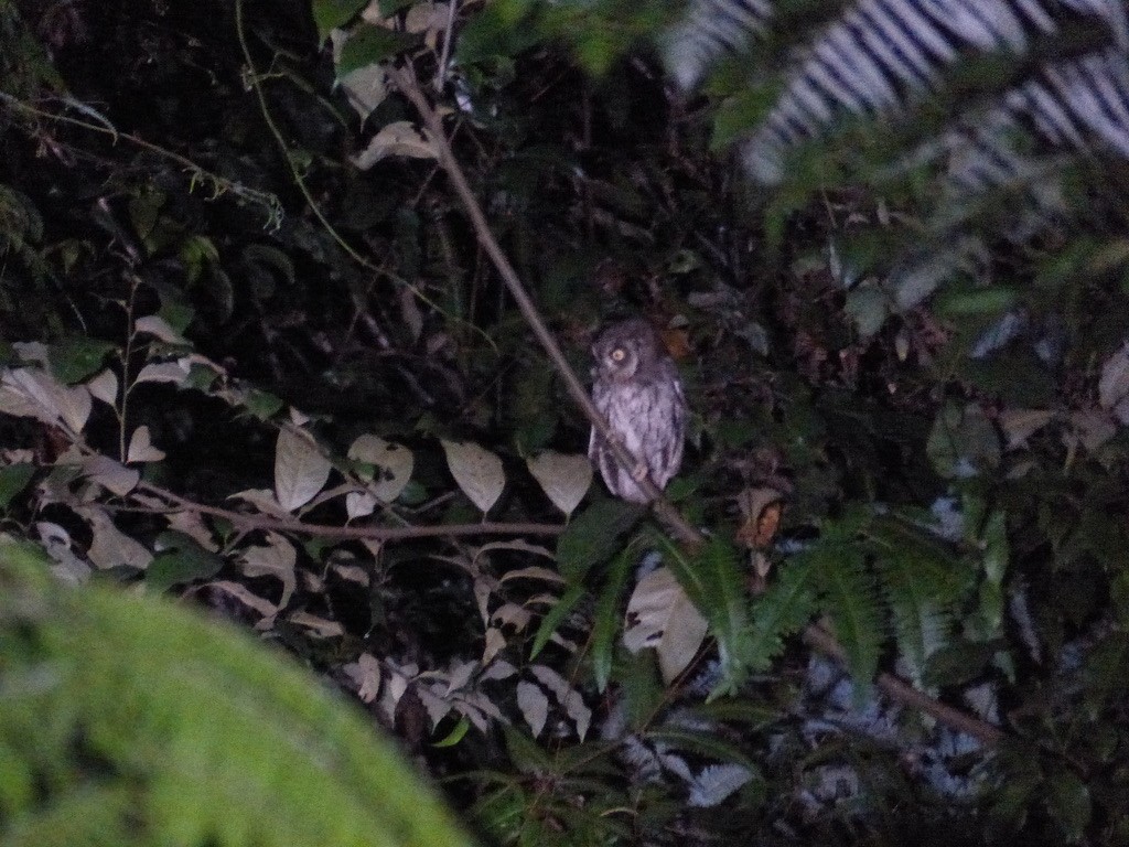 Moluccan Scops-Owl (Moluccan) - ML626481993