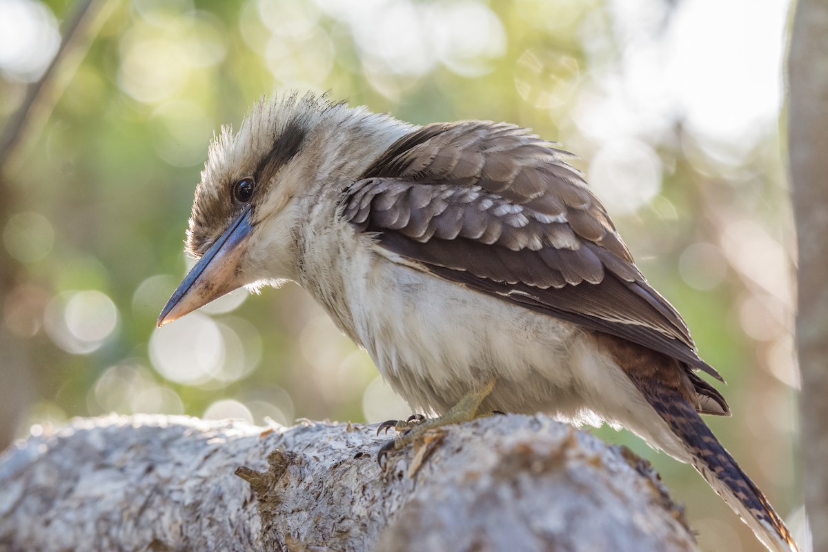 Laughing Kookaburra - ML626481996