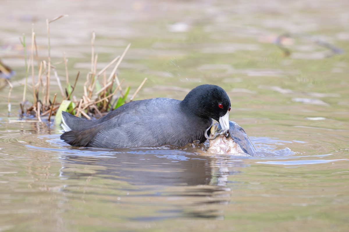 American Coot - ML626482027