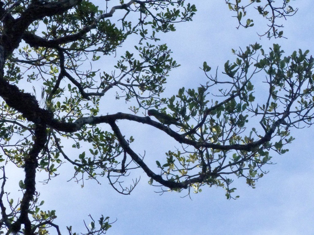 Great-billed Parrot - ML626482118
