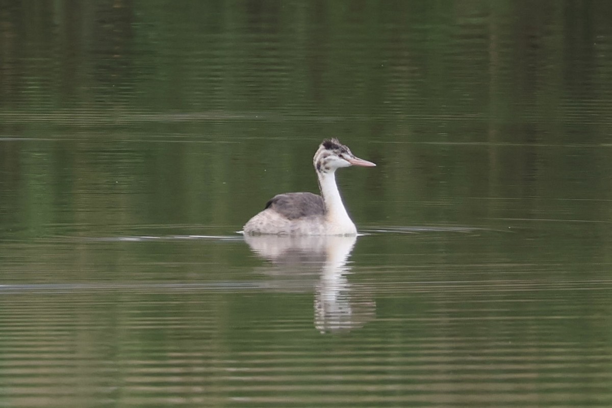 Great Crested Grebe - ML626482209