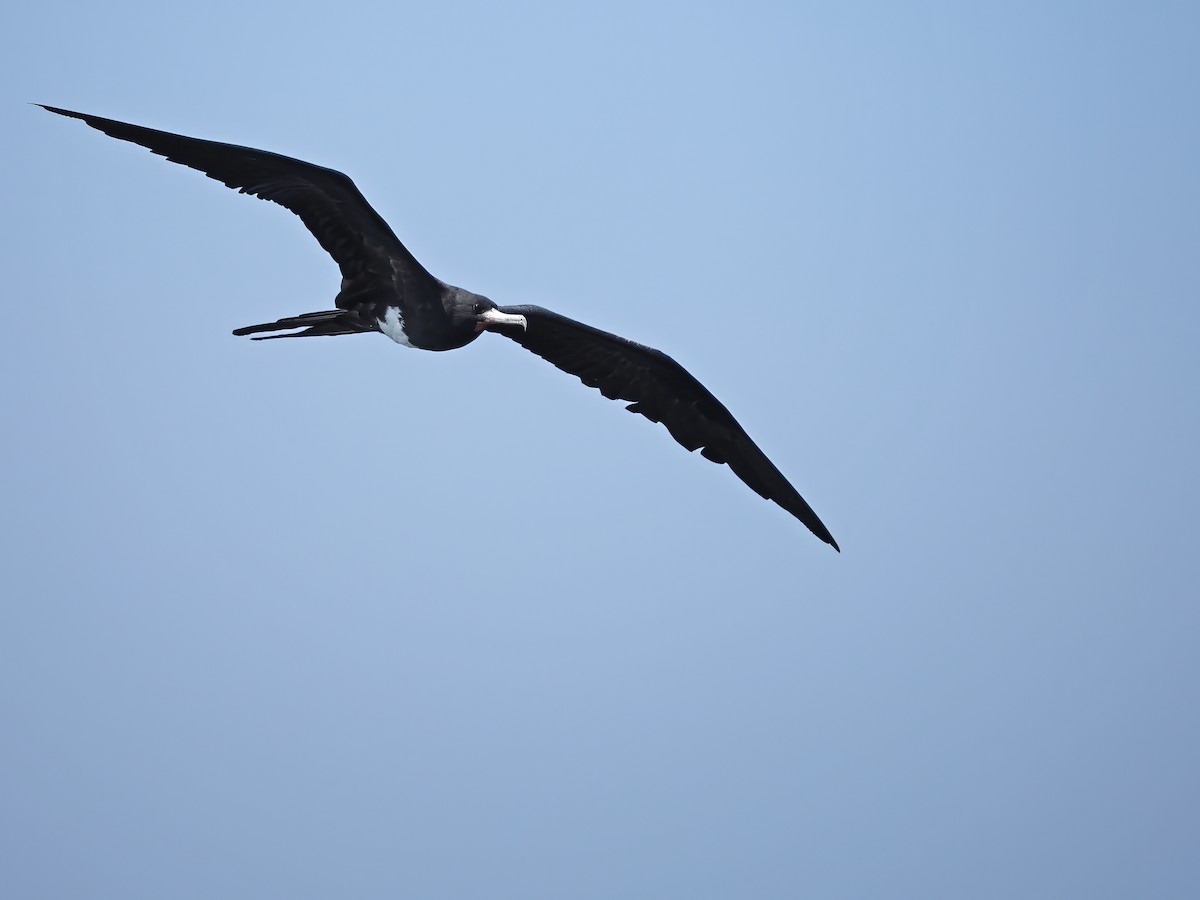 Christmas Island Frigatebird - ML626482266