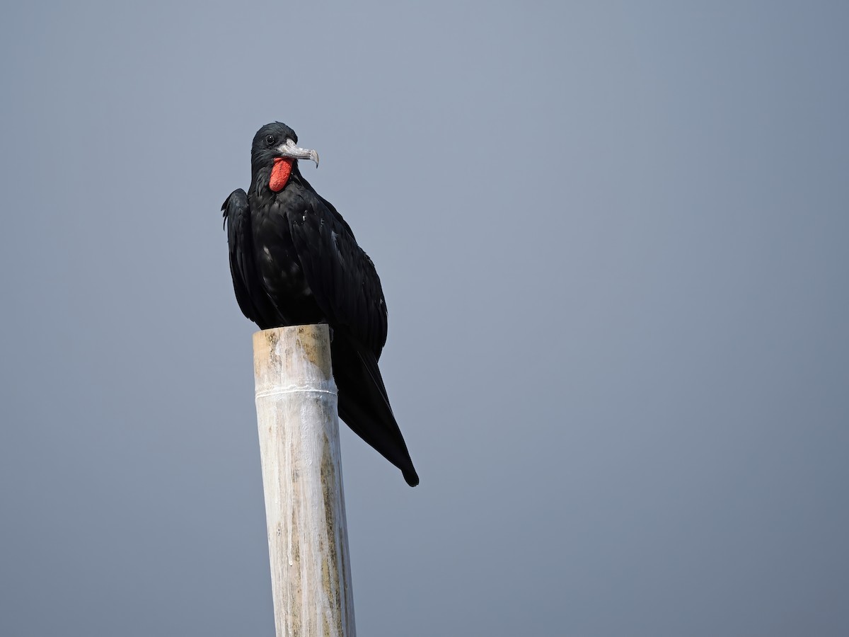 Christmas Island Frigatebird - ML626482267