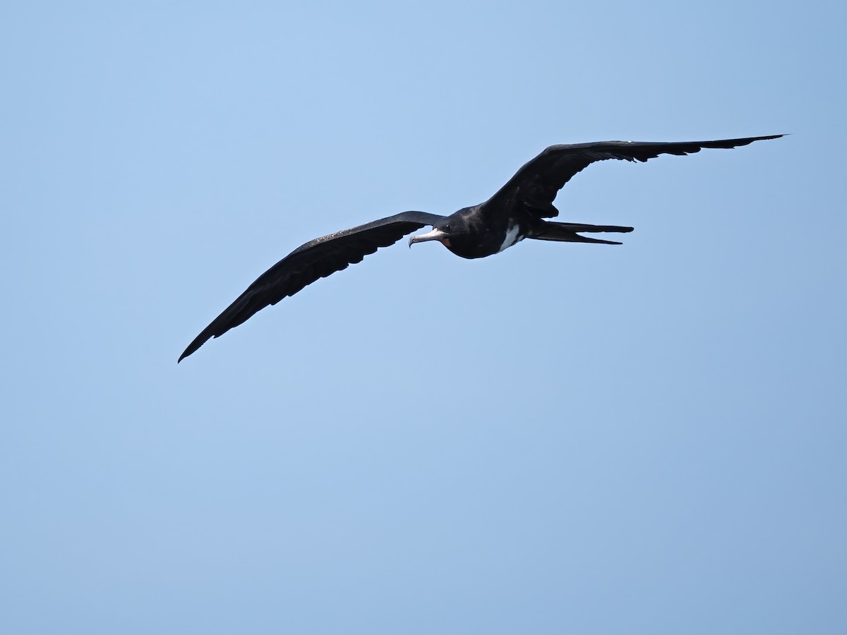 Christmas Island Frigatebird - ML626482275