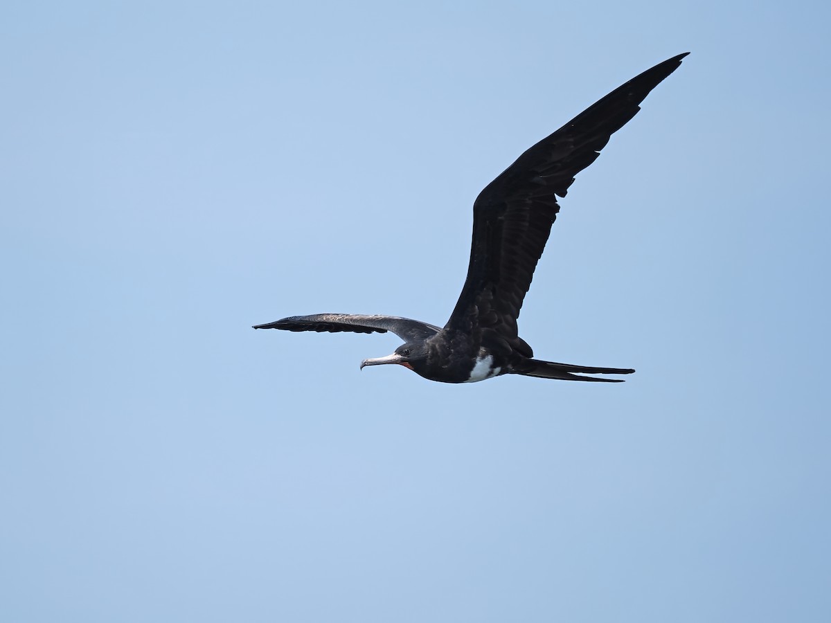 Christmas Island Frigatebird - ML626482276