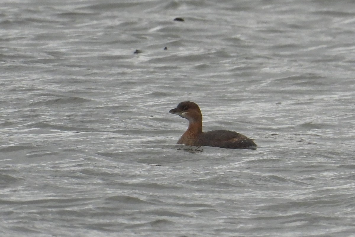 Pied-billed Grebe - Matt Tobin