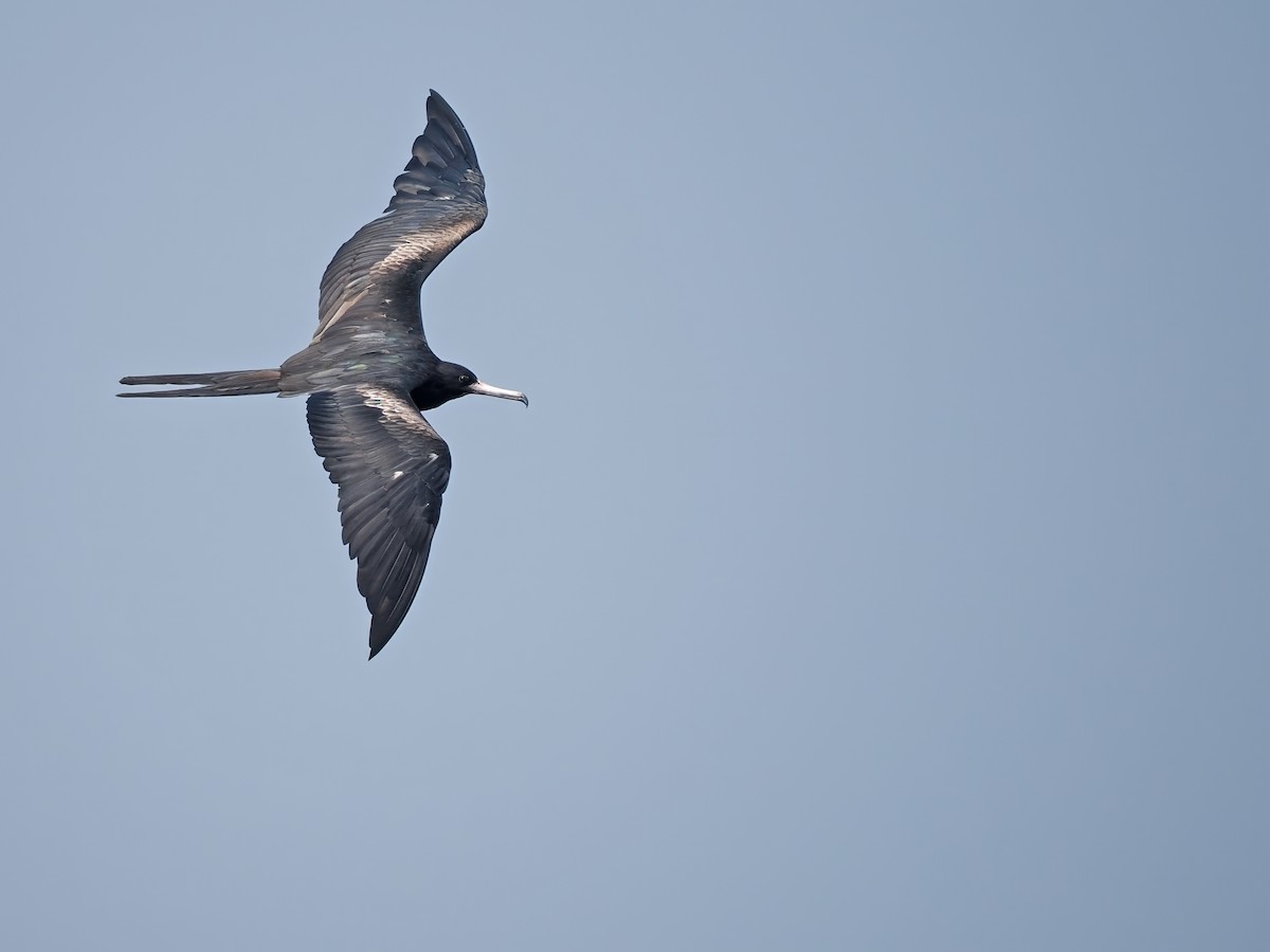 Christmas Island Frigatebird - ML626482295