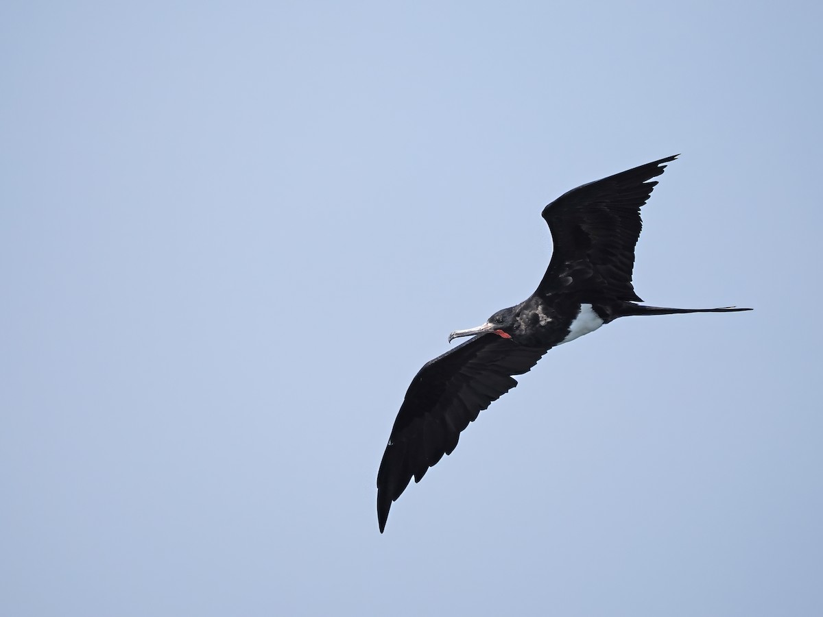 Christmas Island Frigatebird - ML626482296