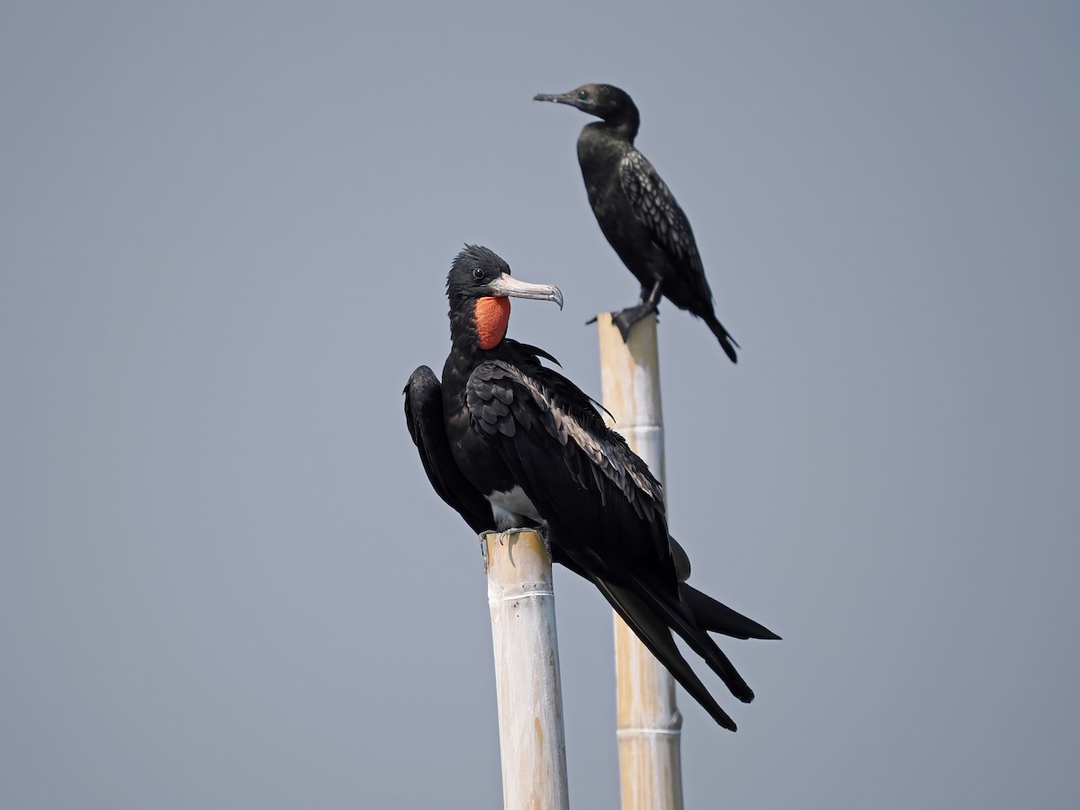 Christmas Island Frigatebird - ML626482297