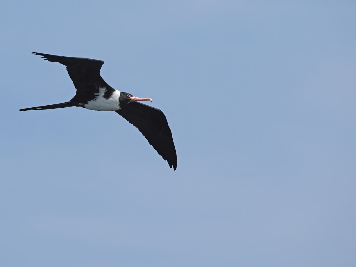 Christmas Island Frigatebird - ML626482298