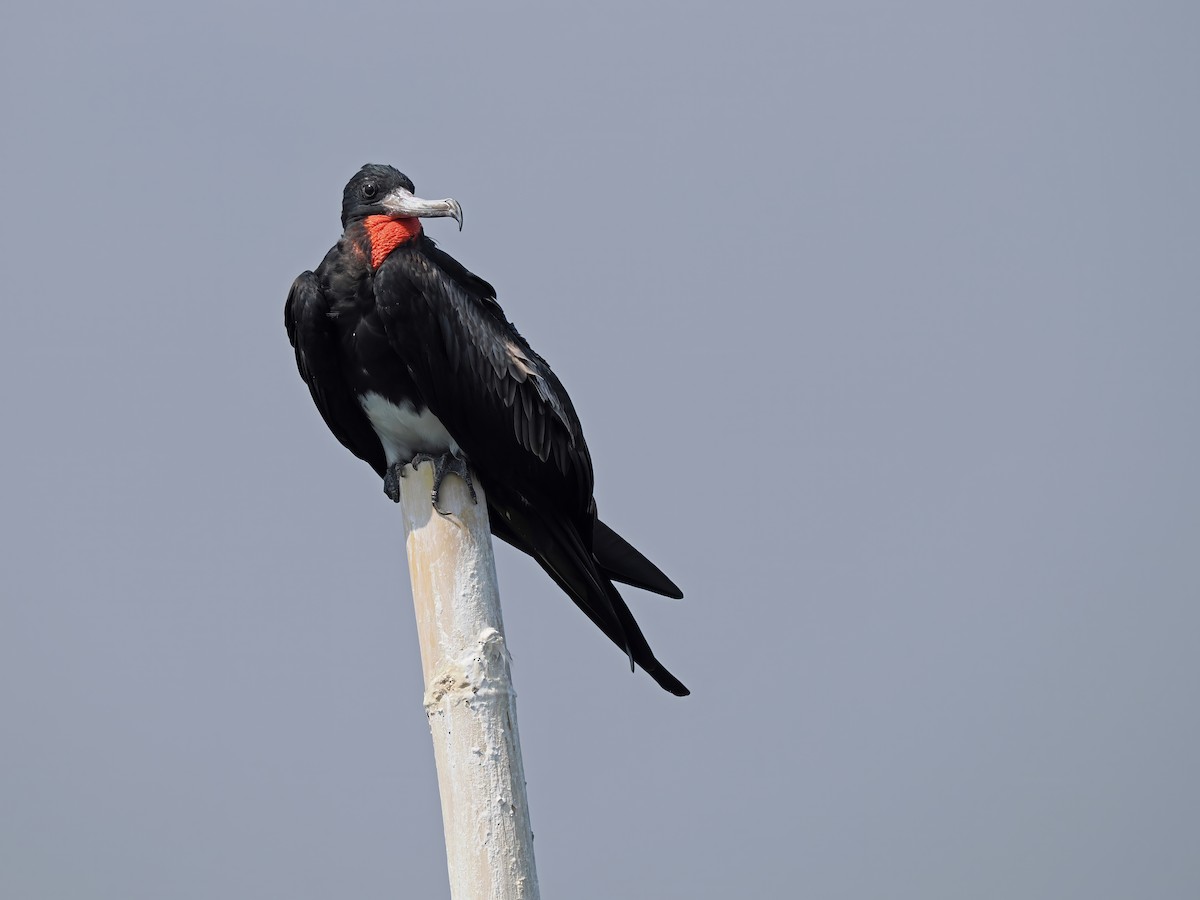 Christmas Island Frigatebird - ML626482299