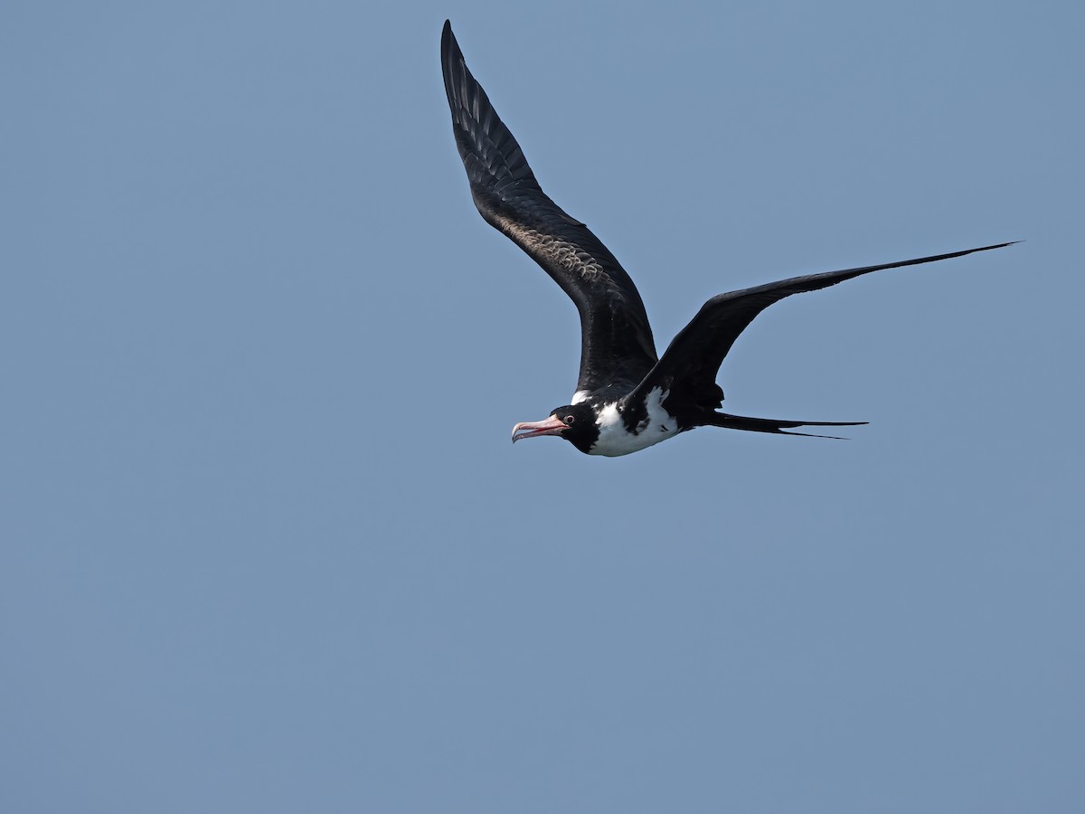 Christmas Island Frigatebird - ML626482300