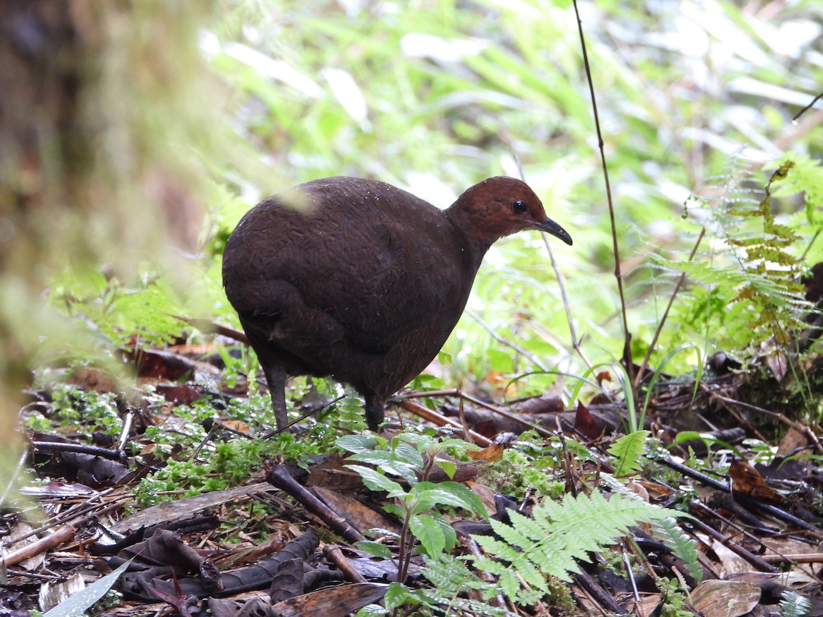 Tawny-breasted Tinamou - ML626482350