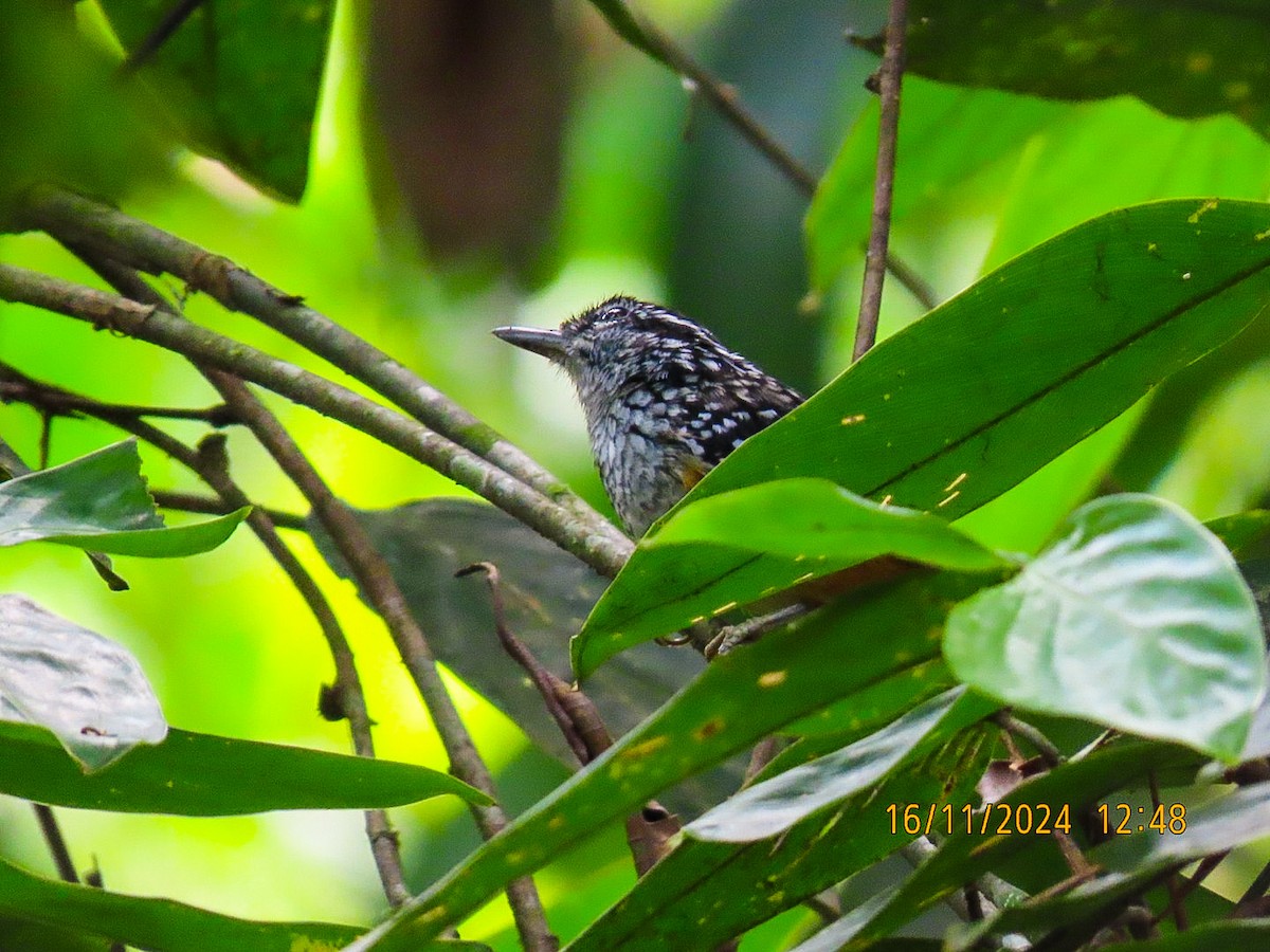 Peruvian Warbling-Antbird - ML626482351