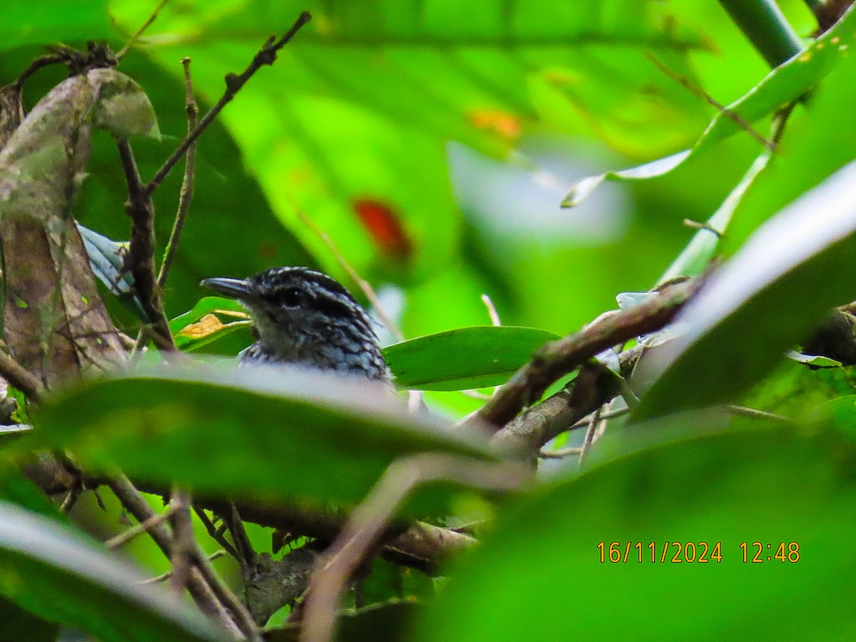 Peruvian Warbling-Antbird - ML626482352