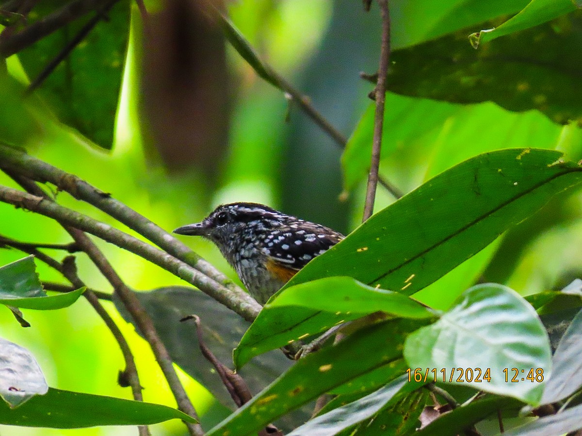 Peruvian Warbling-Antbird - ML626482353