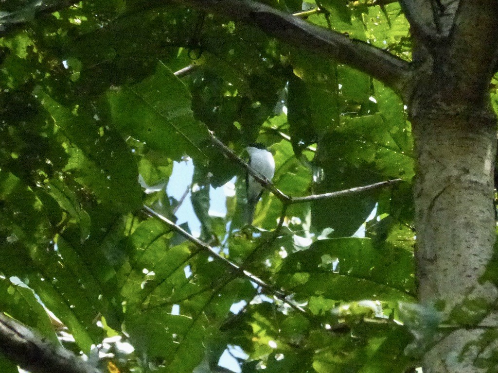 Moluccan Flycatcher - ML626482368