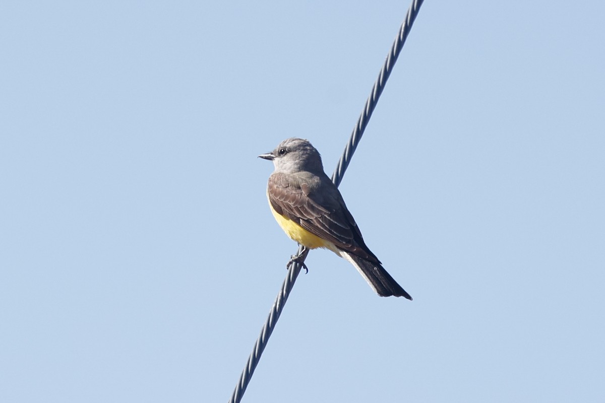 Western Kingbird - ML626482379