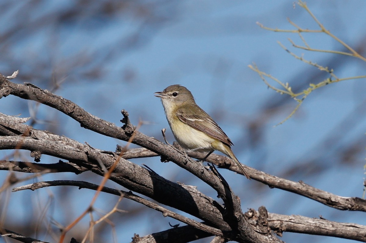 Bell's Vireo - ML626482388