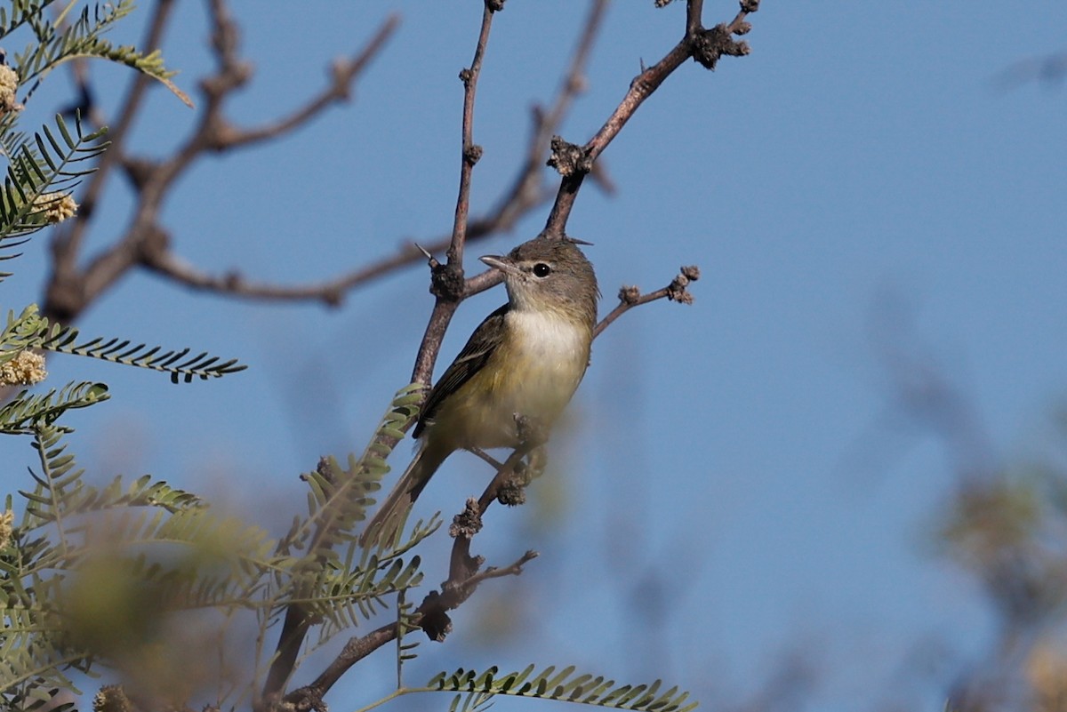 Bell's Vireo - ML626482389