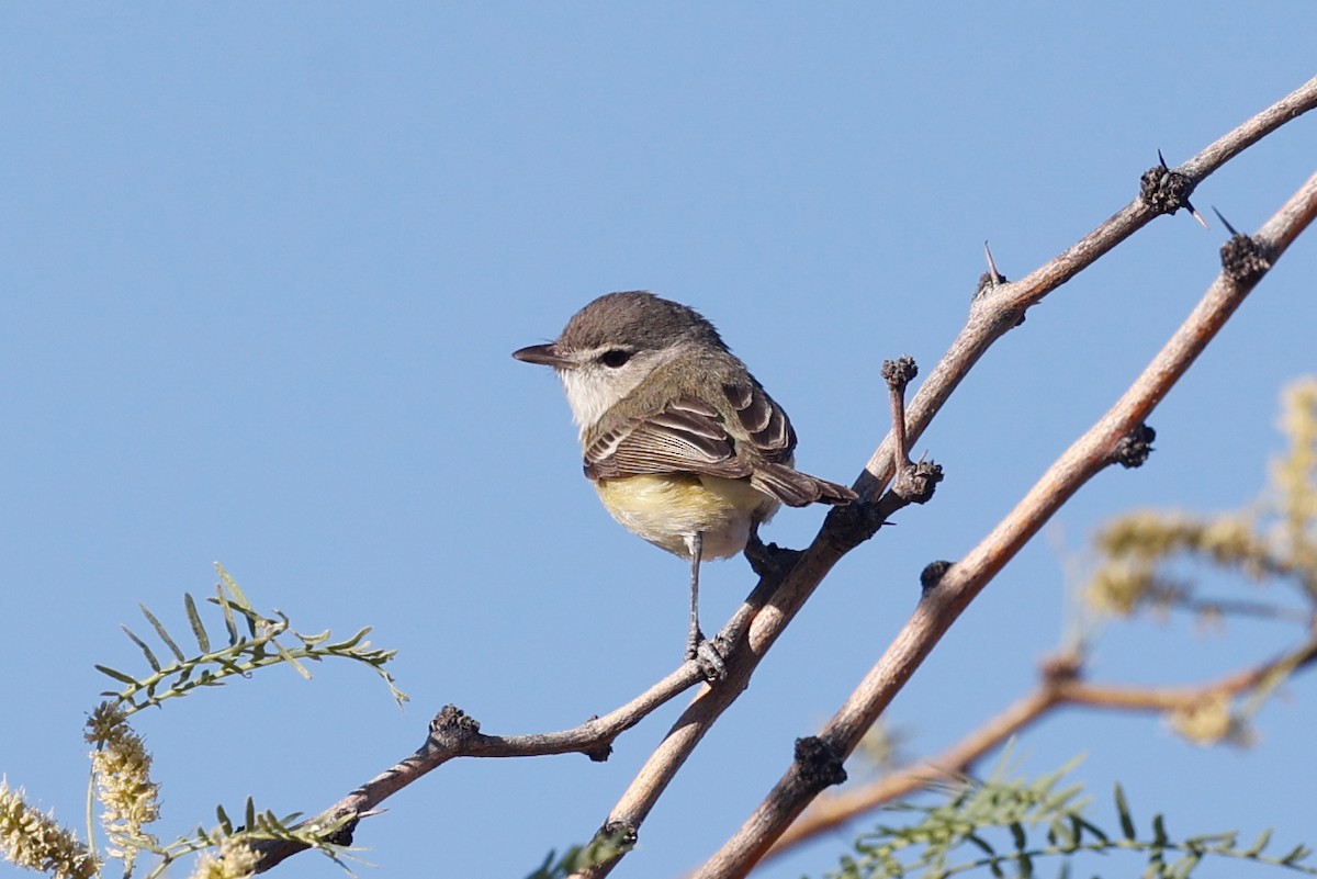 Bell's Vireo - ML626482390