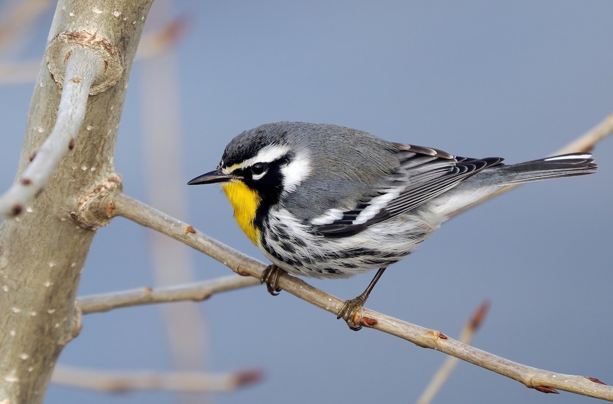 Yellow-throated Warbler - ML626482419