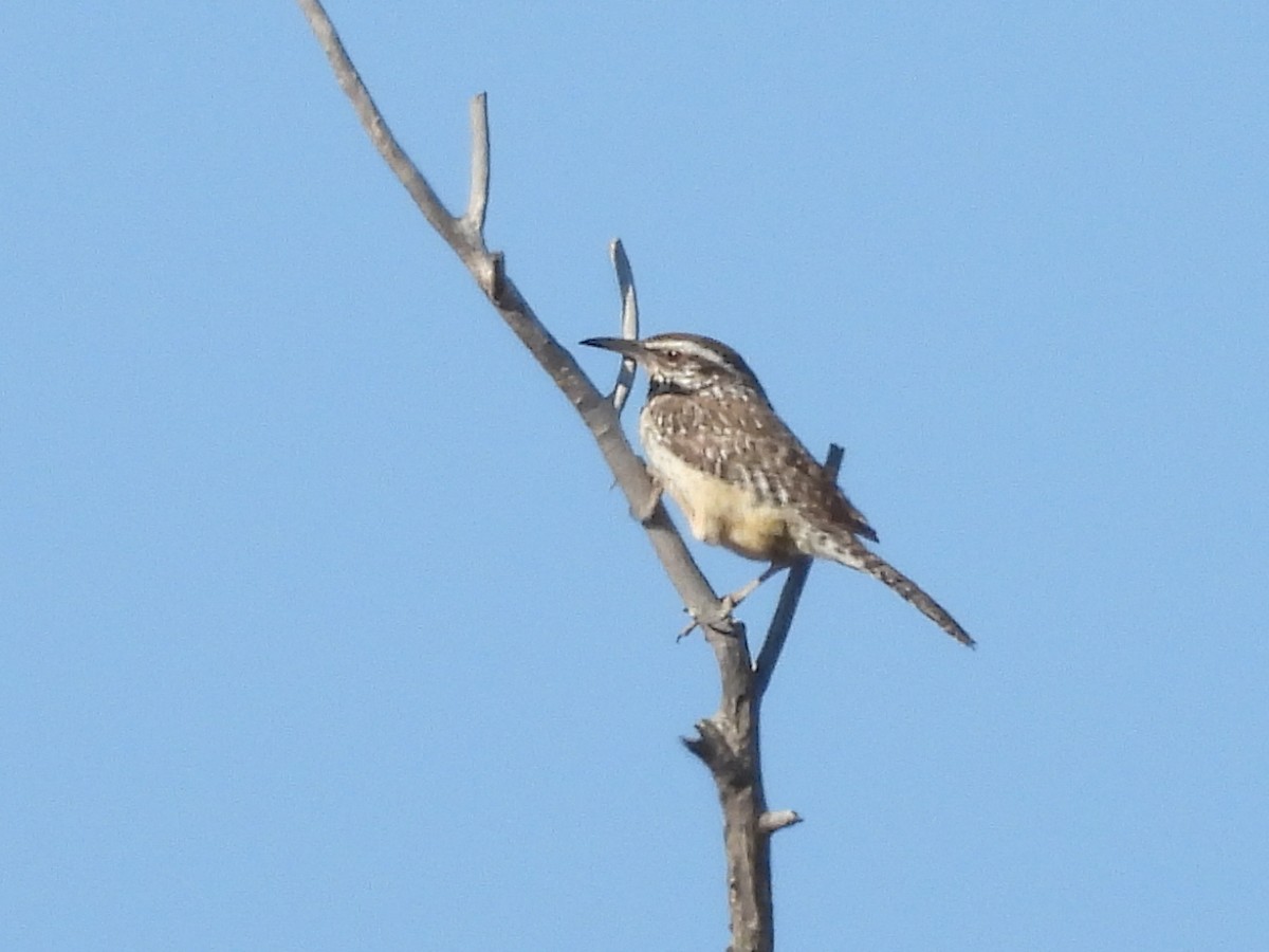Cactus Wren - ML626482420