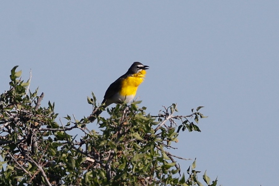 Yellow-breasted Chat - ML626482432