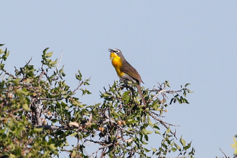 Yellow-breasted Chat - ML626482433