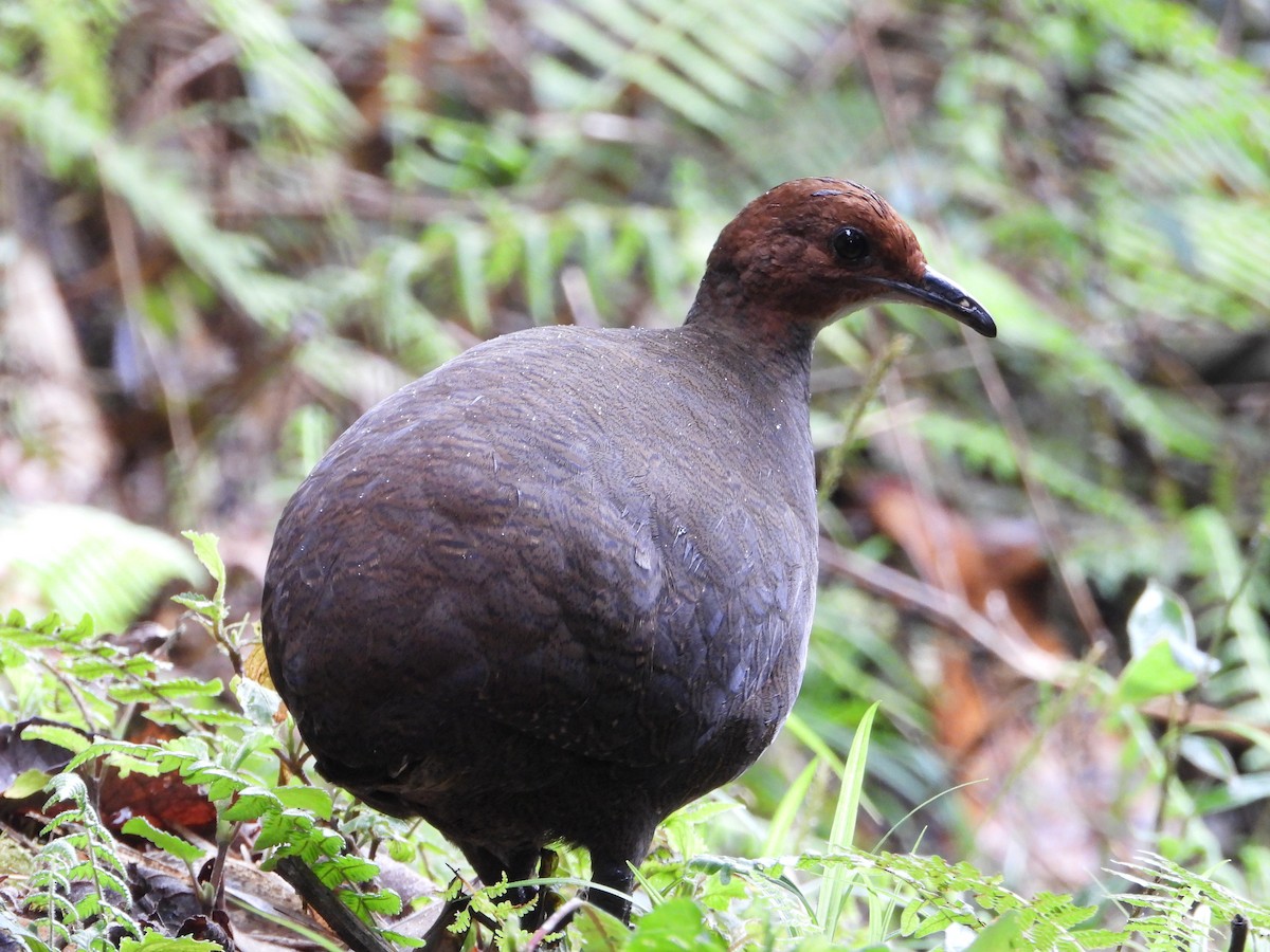 Tawny-breasted Tinamou - ML626482441