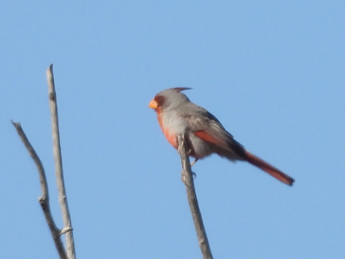 Pyrrhuloxia - ML626482462