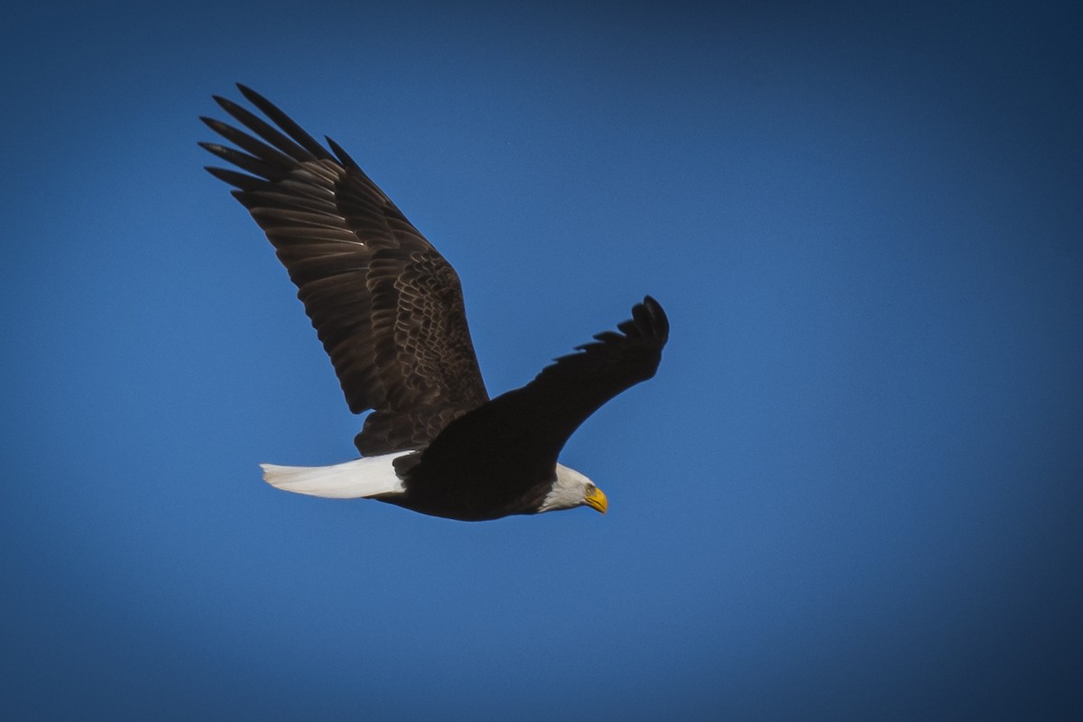 Bald Eagle - ML626482466