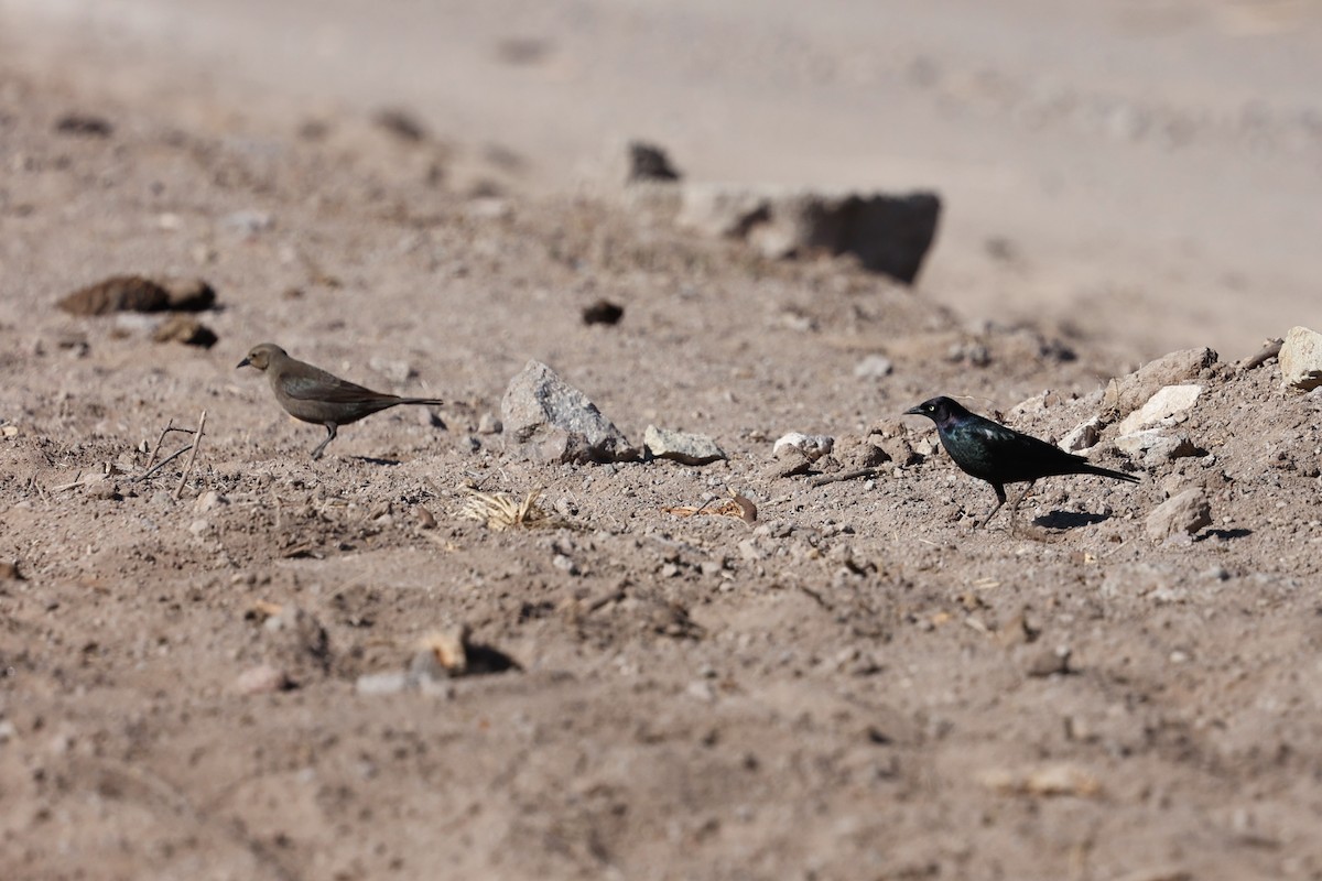Brewer's Blackbird - ML626482573