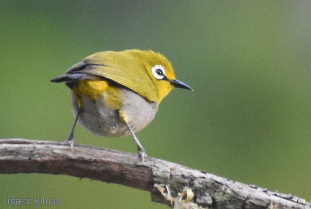 South Pare White-eye - ML626482607